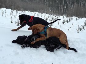 Verhaltenstherapeutische Kleintierpraxis Christiane Renz