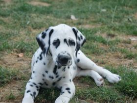 von Schloß Thiergarten