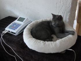 Tierheilpraktiker Marina Haber