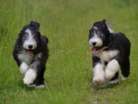 A Dream of Powerbeardies