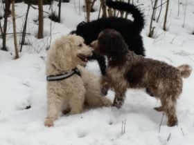 Hundeführerschein BLTK Sachkunde Hund