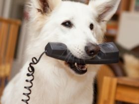 Tierarztpraxis Kujus - Verhaltenstherapie u TCM / Akupunktur