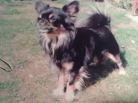 Armanie of the Flying Stars