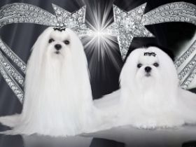 White Star of Eternity