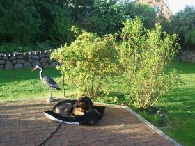 Privathaushalt: 1 klein bis mittelgroßen Hund auf