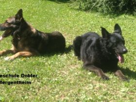 Hundeschule Dobler