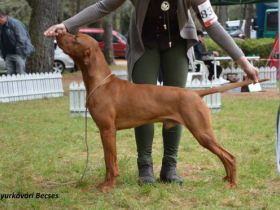 CH Gyurkóvári Becses - ˝Lux˝