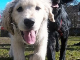 Hundeschule - Michaela Runge