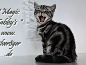 Magic Tabby's