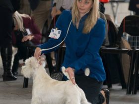 Ch. The Dashing Devil`s Touch Down