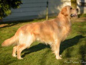 Henry vom Gälmacker