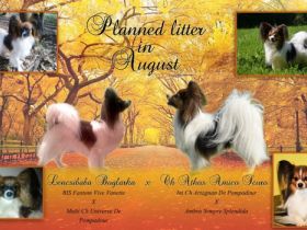 Mariposa de la Noche