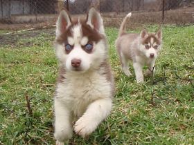 Husky puppies