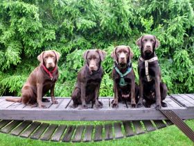 Mobile Praxis für Tiernaturheilkunde Sabine Rothe