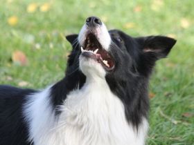 Der Mensch im Hundeblick