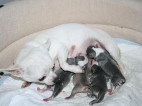 von den Allgäuer Zwergen