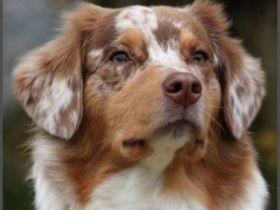 Uli`s favourite aussies