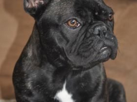 Clandrella's French Bulldog