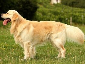 Legend de Zelkova (FCI)