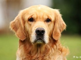 Devotion for Life Rocky von der schwäbischen Toskana