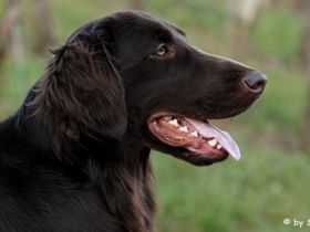 Arrow from Heaven Orkan of rising Vineyard