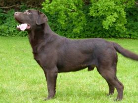 Zack od Himalajeskeho Cedru