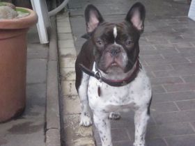 Adonis-Milow Francais-Chokolat