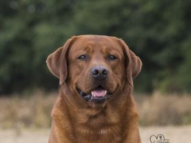 Xenon Red Alabama Star von der Holzmühle