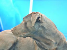 Dajan vom Fresenhorst