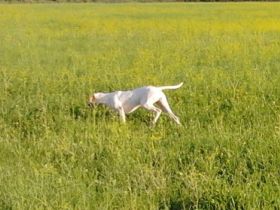 Virágvölgyi-Vadász