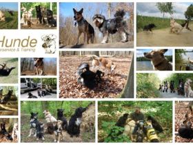 7Hunde - Ausführservice & Training