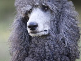 Stillwell Pleasure Cake