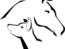 mobile Tierphysiotherapie und -akupunktur