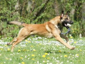 Bernauer Hundeschule