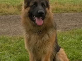 Xaver (Rex) vom Falltor