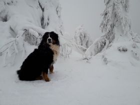 Chicco von den Zusamauen