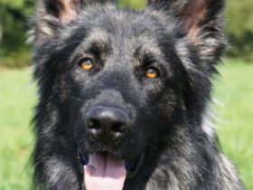 Reichenfelser Burgrudel