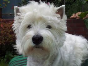 von den weißen Pfiffikussen