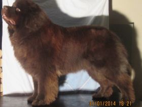 Brayen Bear vom Spessart