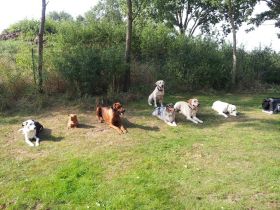 Pfötchentreff-Seevehaus