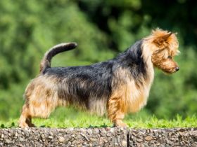 Lesnoy's James T. Kirk