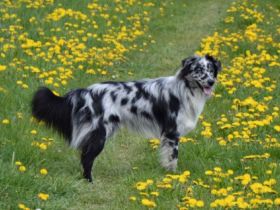 Morpheus of Styrian Forest DNA VP