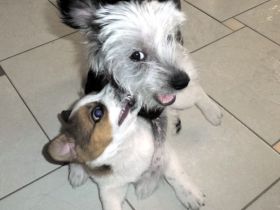 HundeParadies 5-Seen-Land