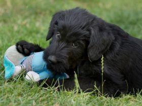 vom großen Zauberer