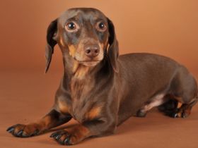 Bodo Böhm von Otten zu Fischbach