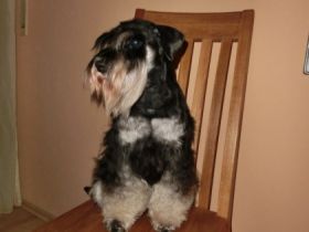 von den Silberzwergen