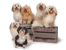 From The Happy Puppy Tower