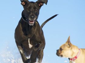 Helden an der Leine – Hundezentrum Oberbayern