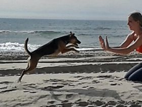 Miras Mobile Hundeschule - 6 Beine 1 Ziel