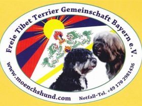 Sie möchten einen Tibet Terrier Welpen kaufen? Bei uns